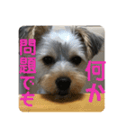 ヨーキー犬の日常（個別スタンプ：9）