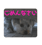 ヨーキー犬の日常（個別スタンプ：10）