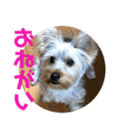 ヨーキー犬の日常（個別スタンプ：11）