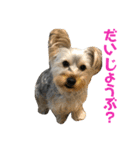 ヨーキー犬の日常（個別スタンプ：12）
