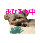 ヨーキー犬の日常（個別スタンプ：13）