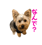 ヨーキー犬の日常（個別スタンプ：14）