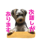 ヨーキー犬の日常（個別スタンプ：15）