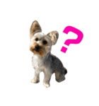 ヨーキー犬の日常（個別スタンプ：16）