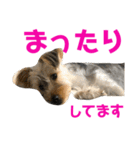 ヨーキー犬の日常（個別スタンプ：17）