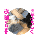 ヨーキー犬の日常（個別スタンプ：18）