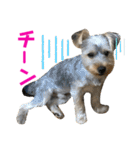ヨーキー犬の日常（個別スタンプ：20）