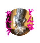 ヨーキー犬の日常（個別スタンプ：21）