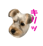ヨーキー犬の日常（個別スタンプ：22）