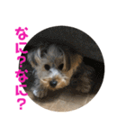 ヨーキー犬の日常（個別スタンプ：23）