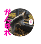 ヨーキー犬の日常（個別スタンプ：24）