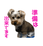 ヨーキー犬の日常（個別スタンプ：25）