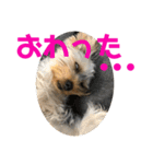 ヨーキー犬の日常（個別スタンプ：27）