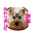 ヨーキー犬の日常（個別スタンプ：29）