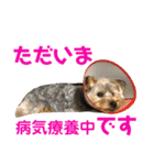 ヨーキー犬の日常（個別スタンプ：30）
