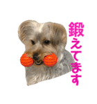 ヨーキー犬の日常（個別スタンプ：31）