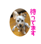 ヨーキー犬の日常（個別スタンプ：32）
