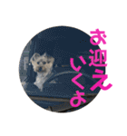 ヨーキー犬の日常（個別スタンプ：33）