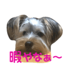 ヨーキー犬の日常（個別スタンプ：34）