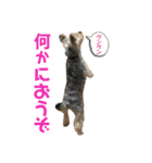 ヨーキー犬の日常（個別スタンプ：35）