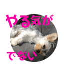 ヨーキー犬の日常（個別スタンプ：37）