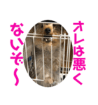 ヨーキー犬の日常（個別スタンプ：38）