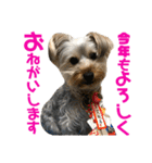 ヨーキー犬の日常（個別スタンプ：39）