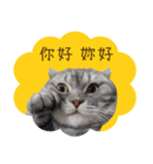 猫のベンの日常生活4（個別スタンプ：1）