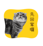猫のベンの日常生活4（個別スタンプ：3）