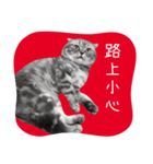 猫のベンの日常生活4（個別スタンプ：4）