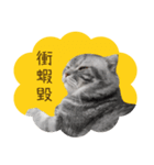 猫のベンの日常生活4（個別スタンプ：6）