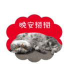猫のベンの日常生活4（個別スタンプ：7）