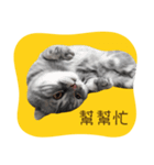 猫のベンの日常生活4（個別スタンプ：9）