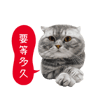猫のベンの日常生活4（個別スタンプ：10）