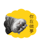 猫のベンの日常生活4（個別スタンプ：14）
