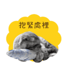 猫のベンの日常生活4（個別スタンプ：19）