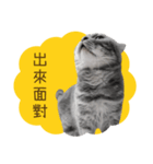 猫のベンの日常生活4（個別スタンプ：22）