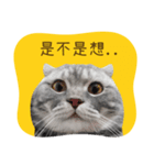 猫のベンの日常生活4（個別スタンプ：24）