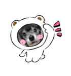 犬  スタンプ（個別スタンプ：13）