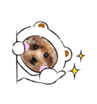 犬  スタンプ（個別スタンプ：14）