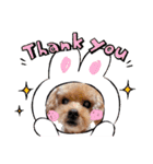 犬  スタンプ（個別スタンプ：17）