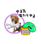 犬  スタンプ（個別スタンプ：22）