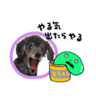犬  スタンプ（個別スタンプ：23）