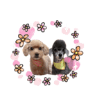 犬  スタンプ（個別スタンプ：30）