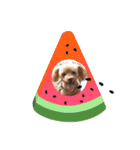 犬  スタンプ（個別スタンプ：33）