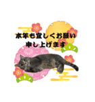 もちもちふぁみりーのお正月3（個別スタンプ：7）