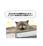 もちもちふぁみりーのお正月3（個別スタンプ：13）