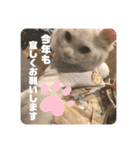 井戸中ちくわスタンプ3（個別スタンプ：2）