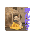 井戸中ちくわスタンプ3（個別スタンプ：37）