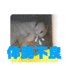 井戸中ちくわスタンプ3（個別スタンプ：39）